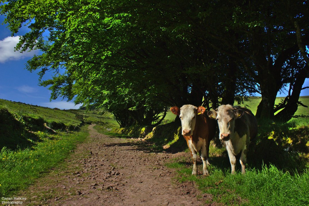 Friendly-Cows-Ireland