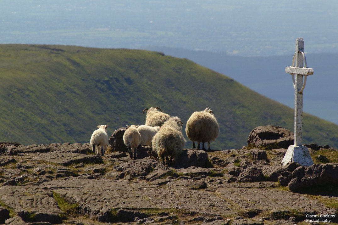 Irish-Sheep-Religious