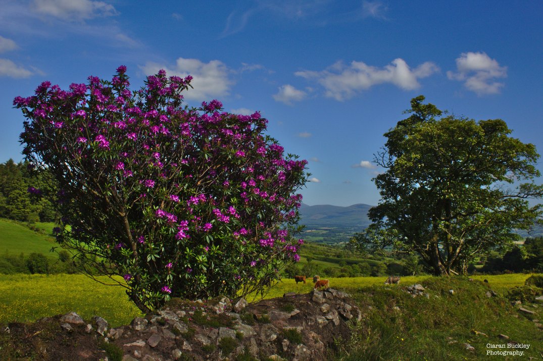 Pink-Flowers-Ireland