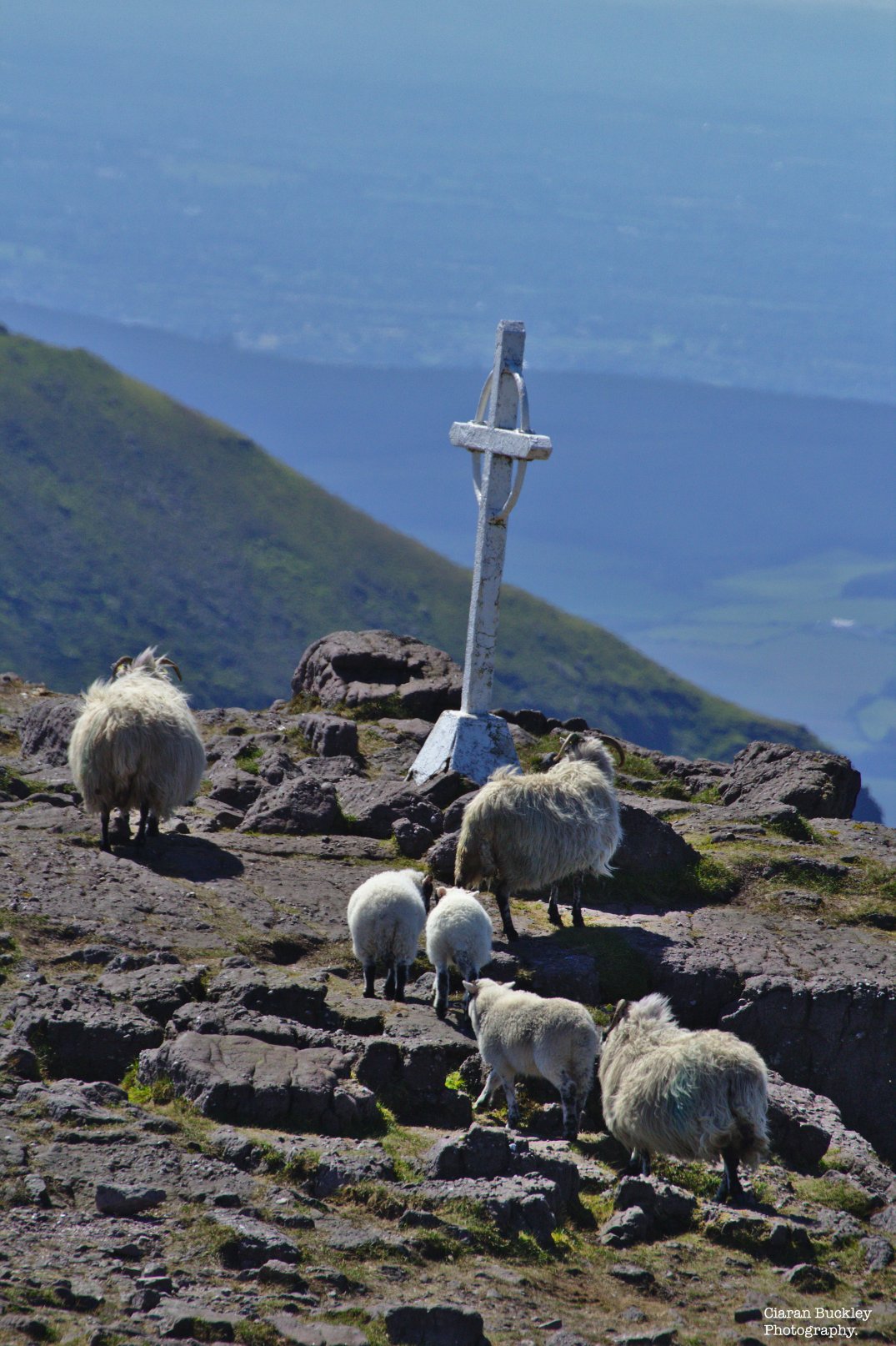 Religious-Sheep-Ireland