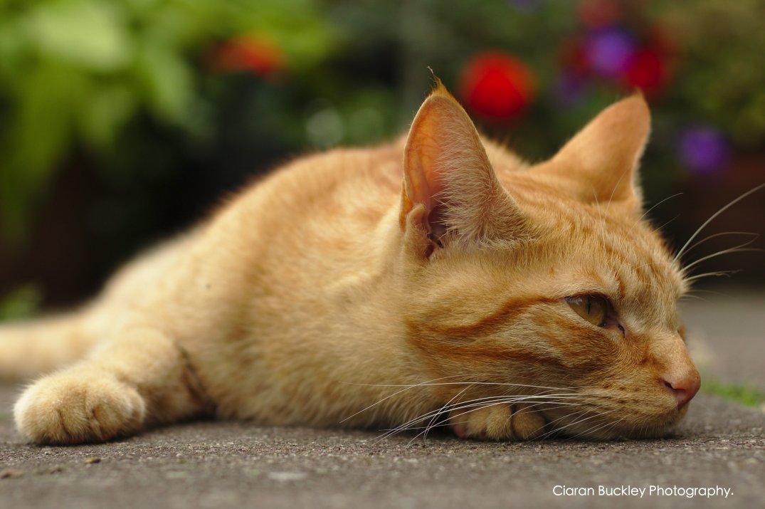 Ginger_Cat-Resting