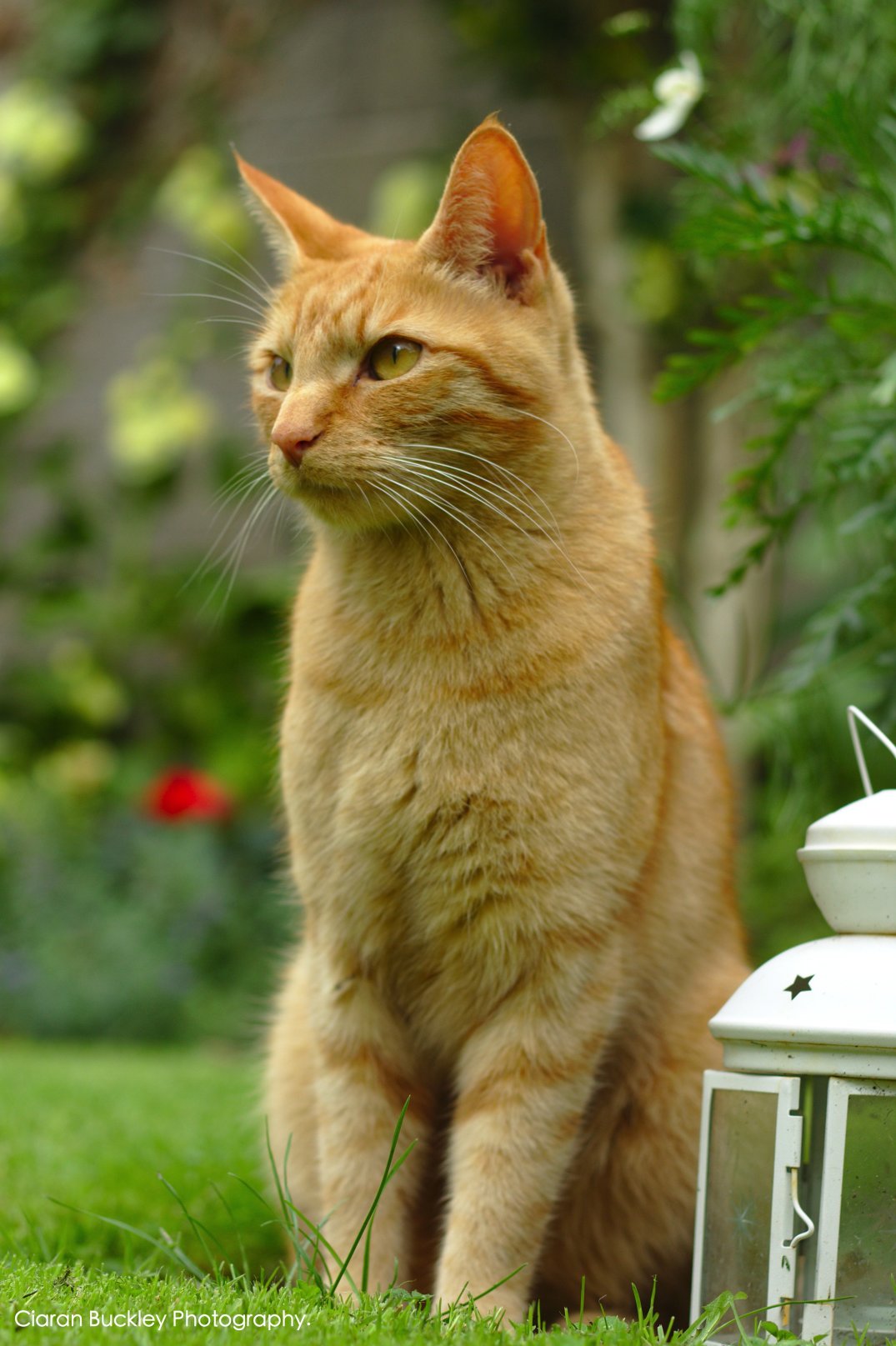 Ginger_Cat_Garden