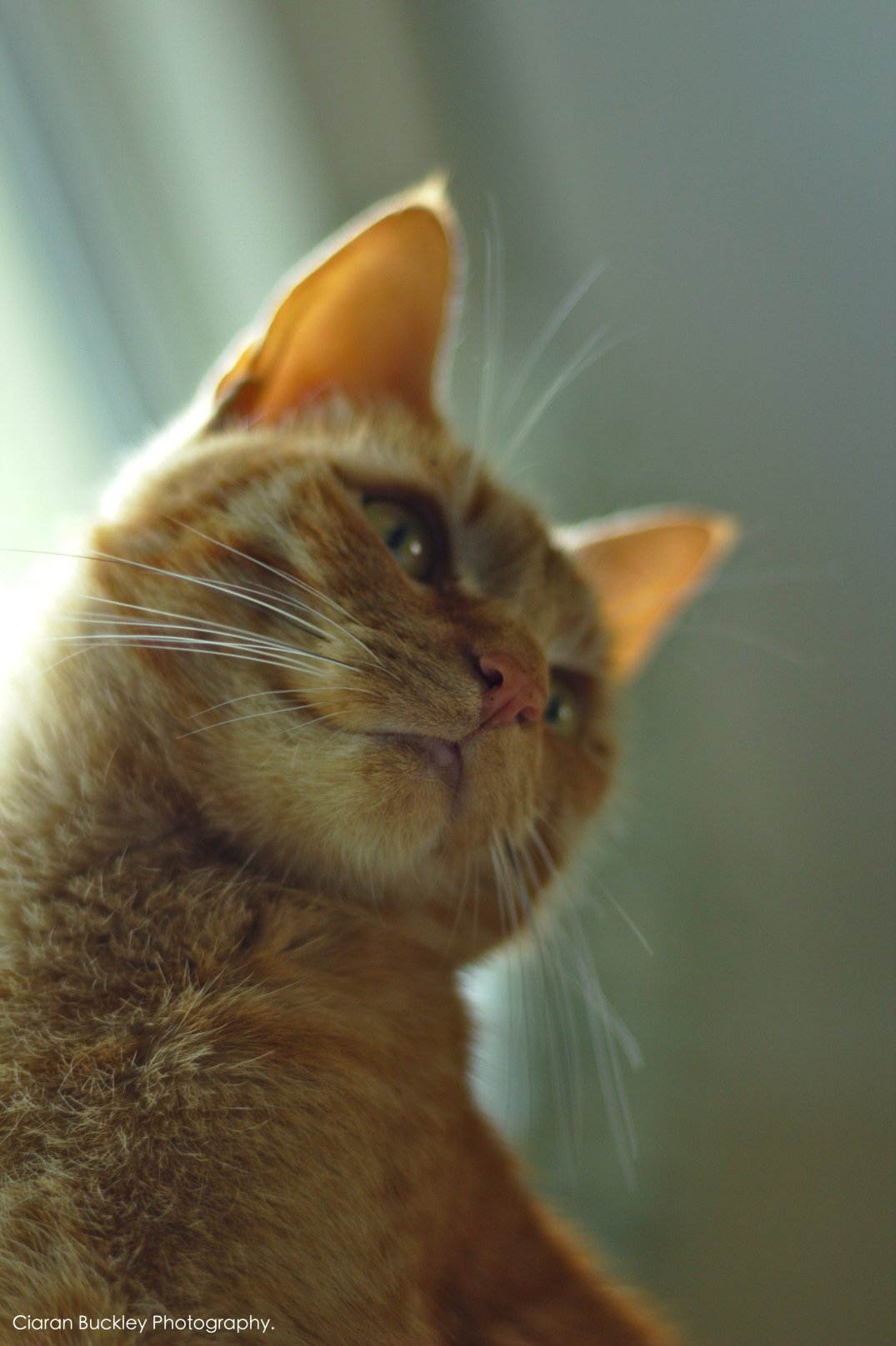 Ginger_Cat_Portrait