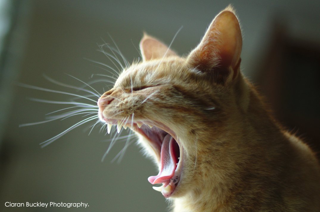 Ginger_Cat_Yawn