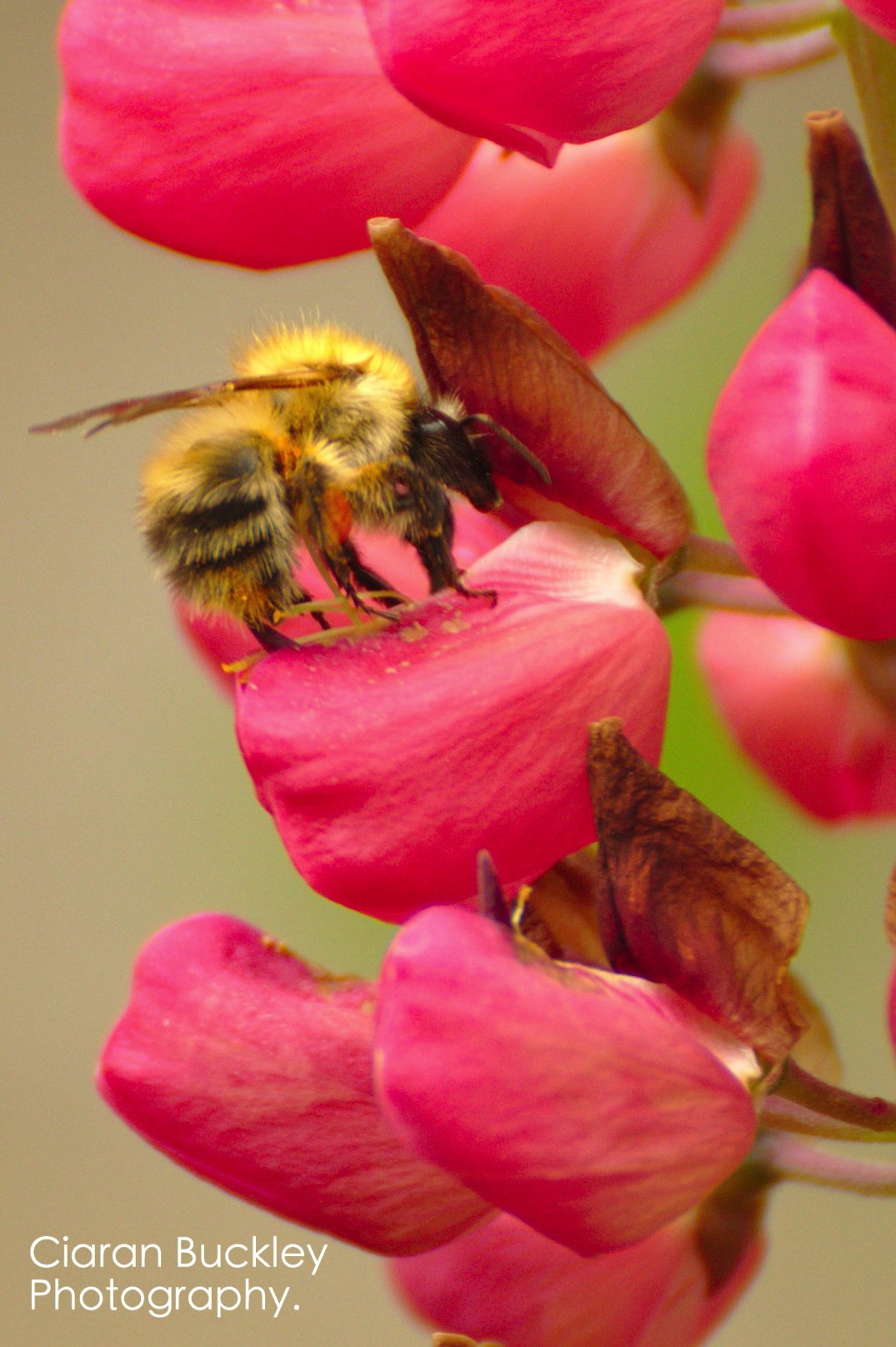 bee_nectar_pollen