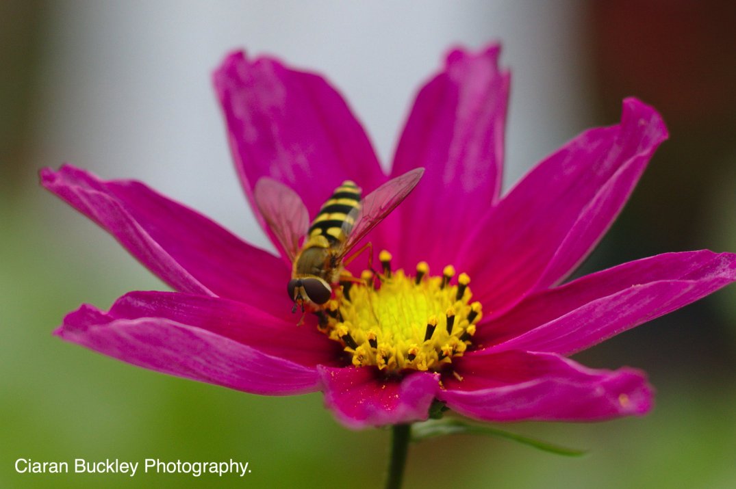 hoverfly_bee