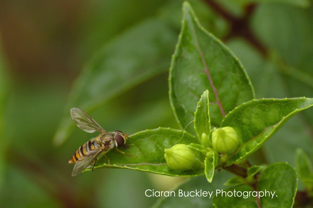 hoverfly_bee_insect