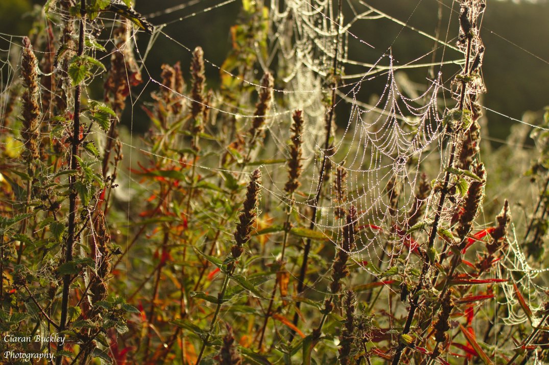 Misty Spider Web_1