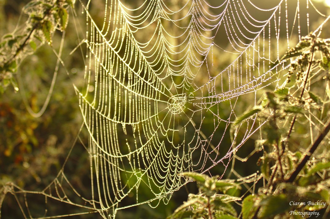 Soggy Spider Web_1