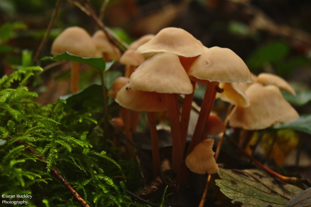 Mushrooms_Fungus