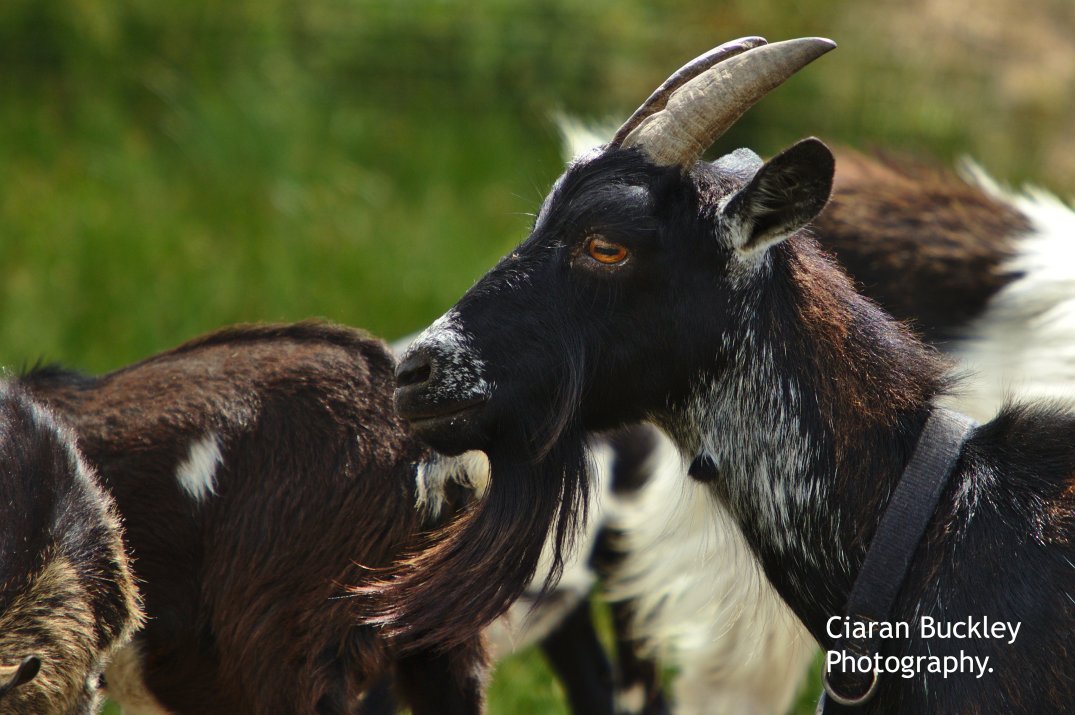 Goat_Araglin_Animal_ Sanctuary