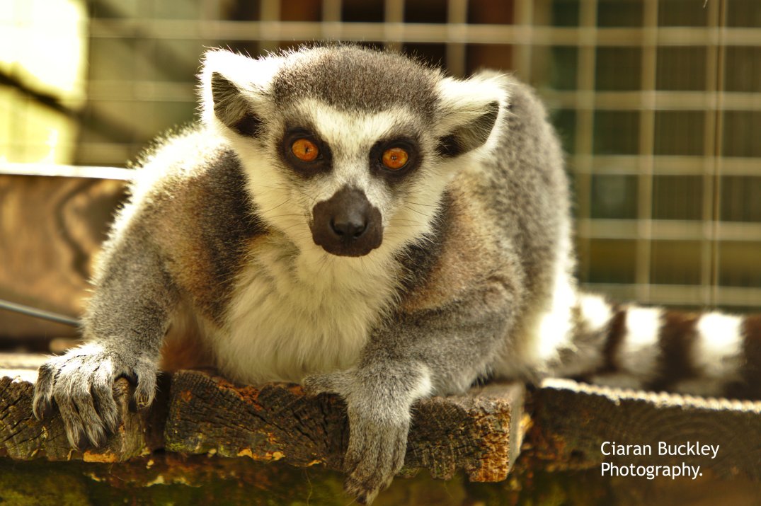Lemur_Araglin_Animal_ Sanctuary