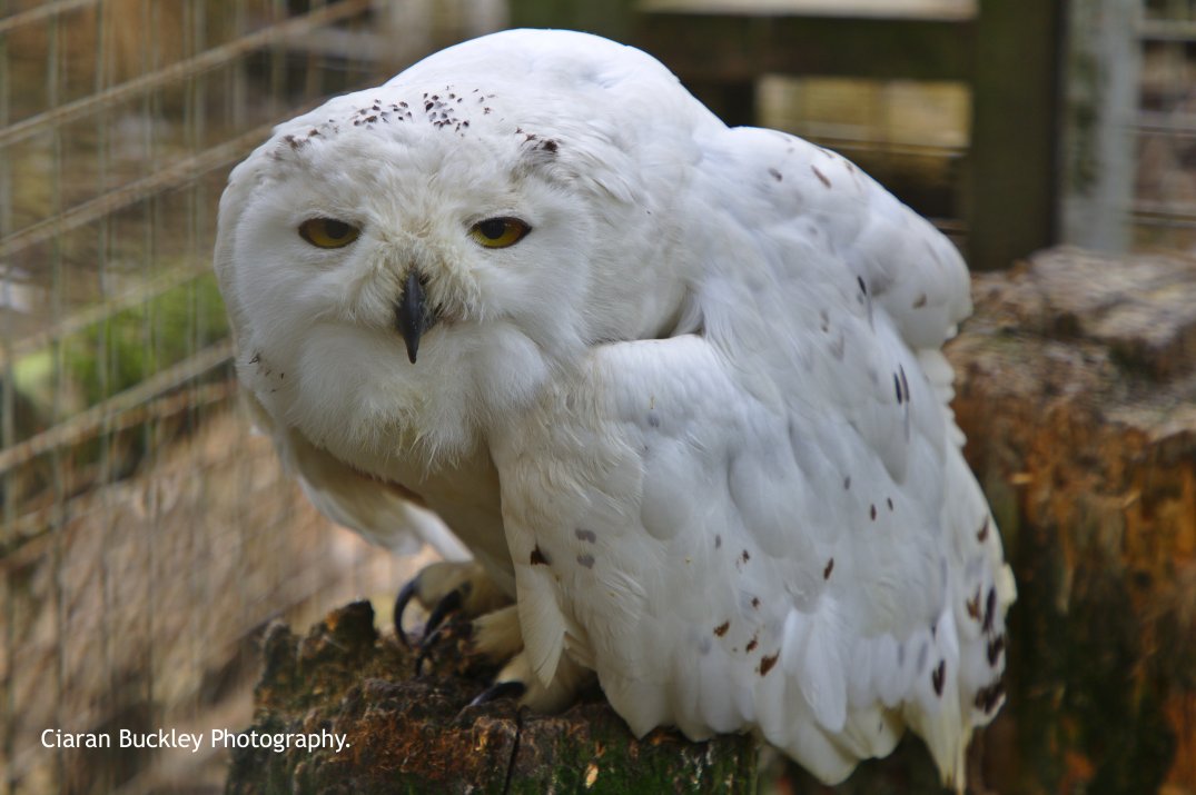 Owl_Araglin_Animal_ Sanctuary
