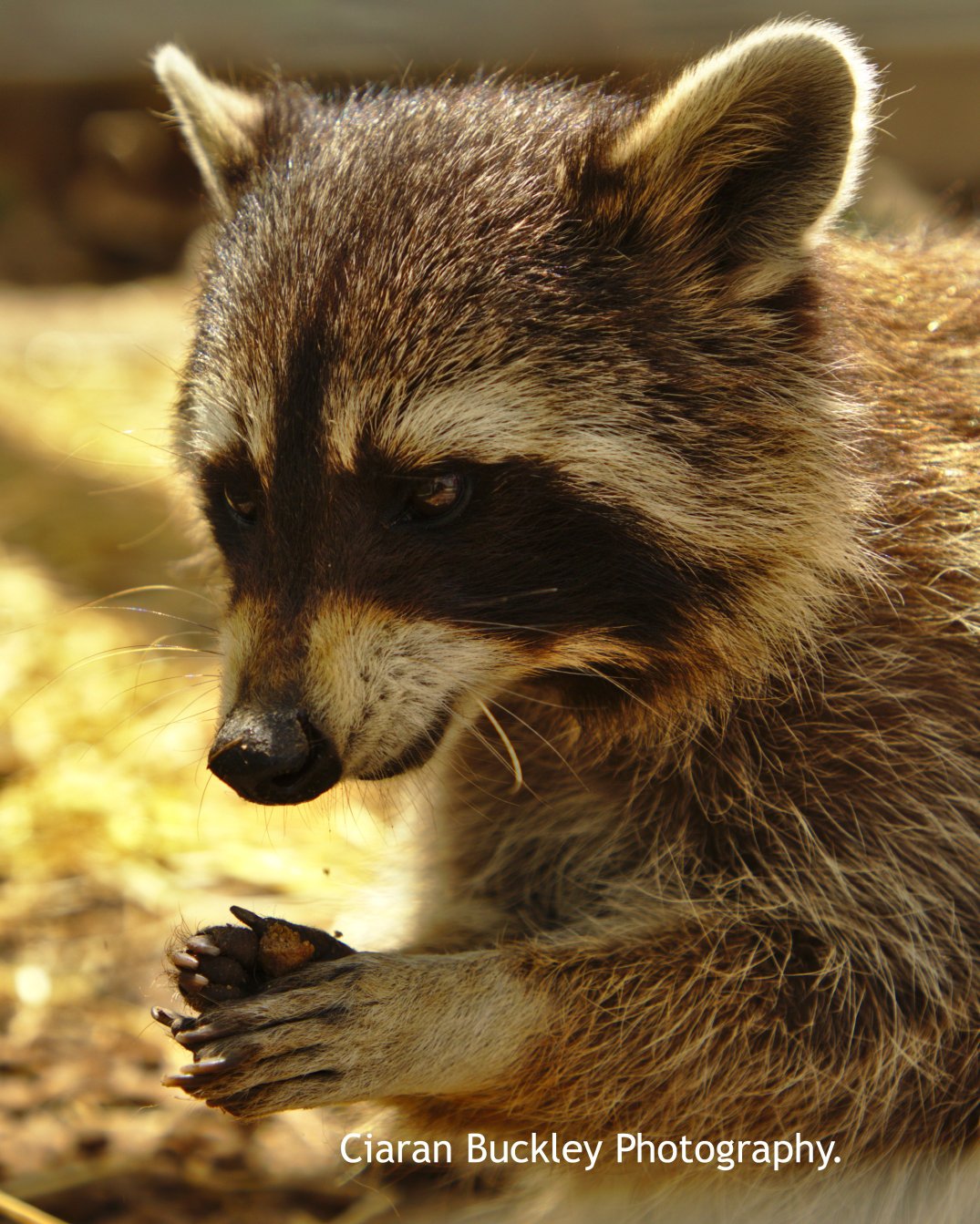 Raccoon_Araglin_Animal_ Sanctuary