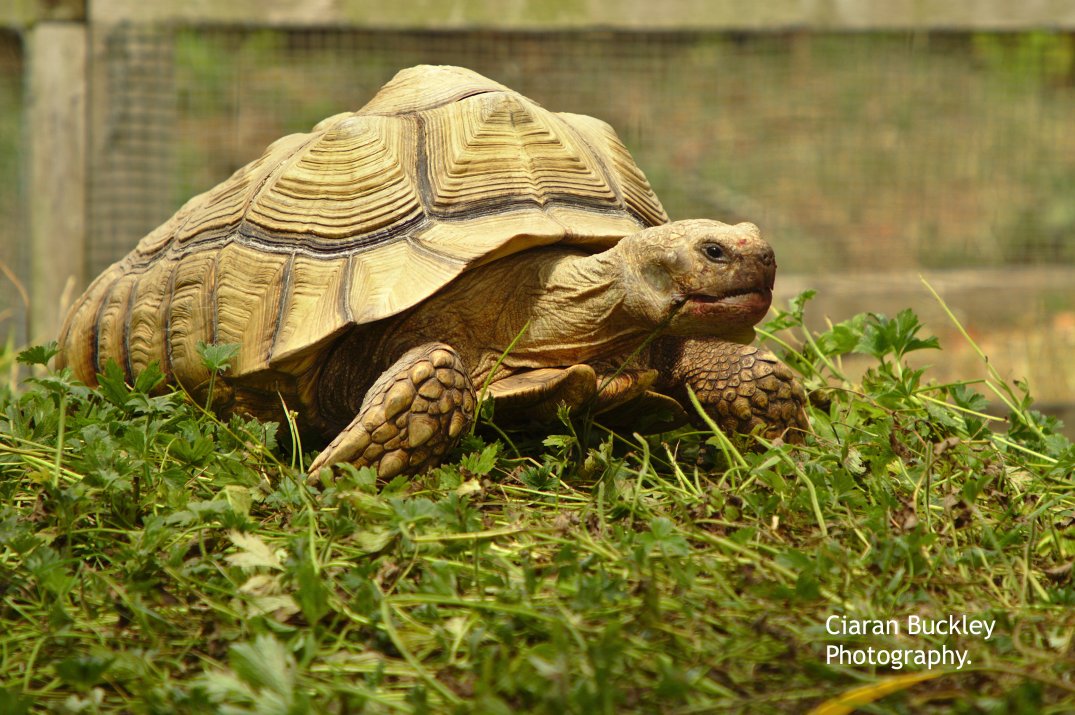 Turtle_Araglin_Animal_ Sanctuary