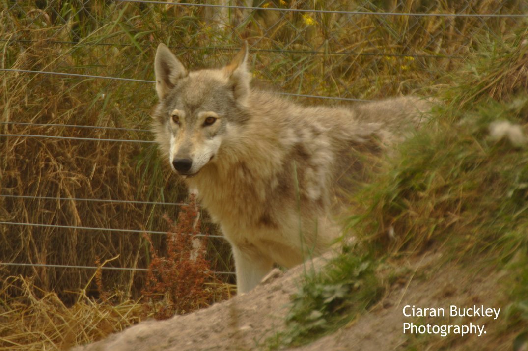 Wolf_Araglin_Animal_ Sanctuary